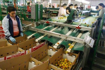 packing shed -filling the boxes-